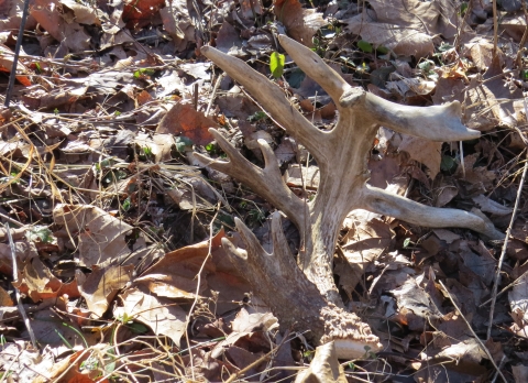 Shed deer antler in fall leaves at Muscatatuck NWR