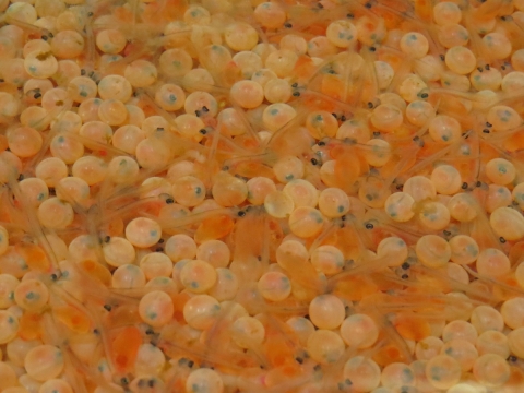 Atlantic salmon alevin emerging from eggs