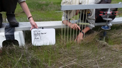 Scientists use data collection devices to measure vegetation in a saltmarsh. A researched crouches down to record reading while another holds a photo point. 