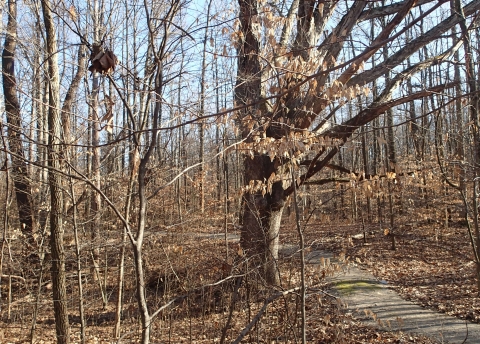 Gravel trail through woods in winter at Big Oaks NWR