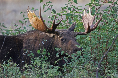 A bull moose browsing on red osier dogwood at Turnbull NWR.