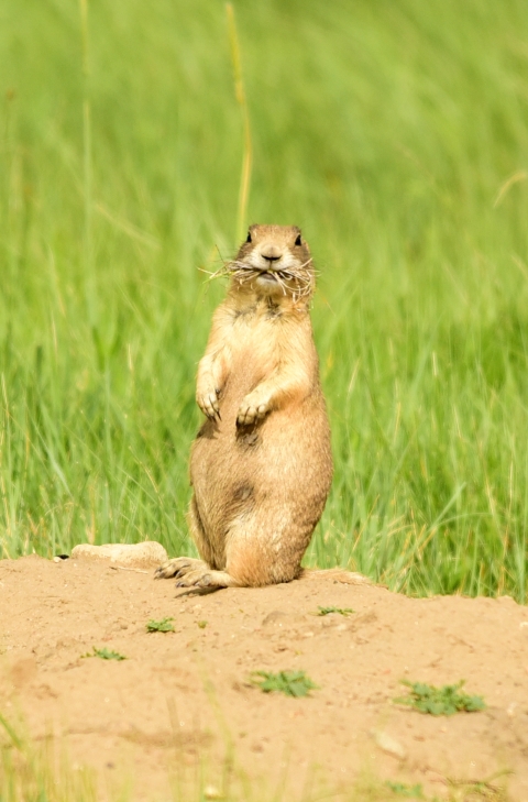White tailed prairie dog eating on grass.