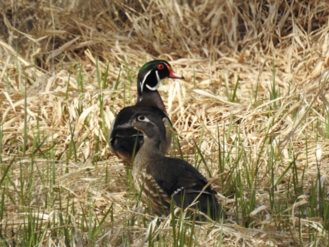 wood duck pair in grass