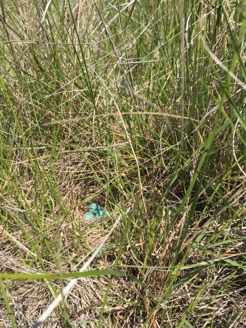 Bird nest in the grass with three eggs 