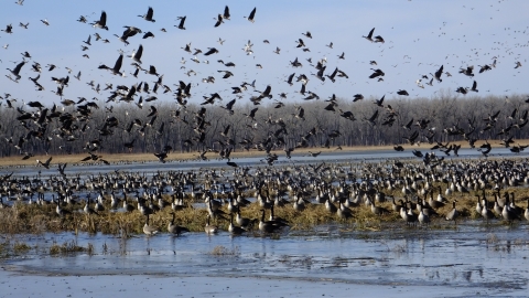 A larger flock of Canada geese in a wetland with some standing on a grassy shore or flying up into the air. 