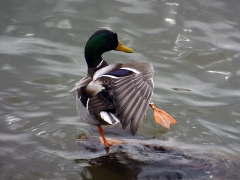 Mallard duck standing on log with one leg stretched out
