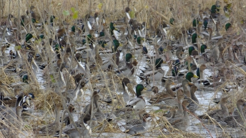 Mostly pintail and mallard ducks in wetland