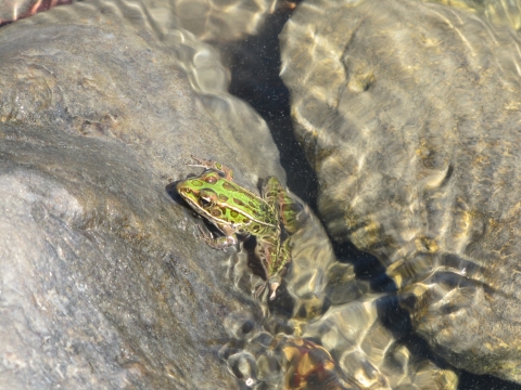 A green frog in lake water. 