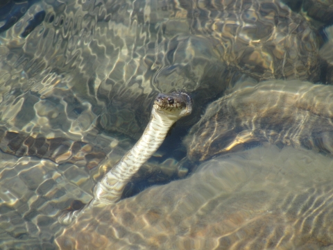Northern water snake looking out from the lake between rocks.