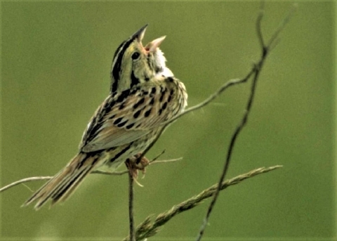 Henslow sparrow singing from grass stem