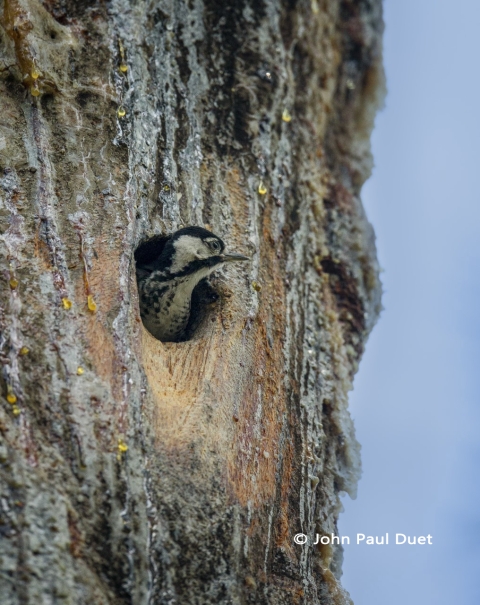 Red-cockaded Woodpecker peers from a nesting cavity in a pine tree, surrounded by drips of sap