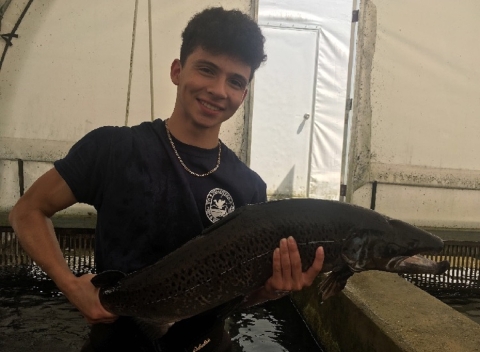 Volunteer holding a male Atlantic salmon 