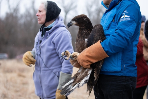 Raptor recovery volunteers holding a juvenile bald eagle by the legs while it snows.