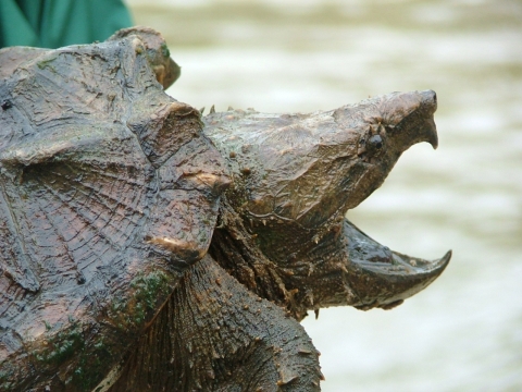 A close up view of an Alligator Snapping Turtle