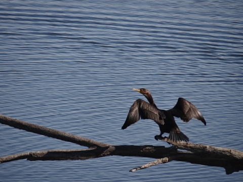 A double crested cormorant sunning near the water on a log with its wings slightly spread and lifted. 