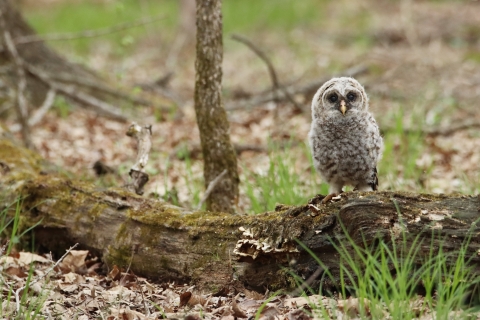 A barred owl fledgling perched on a log
