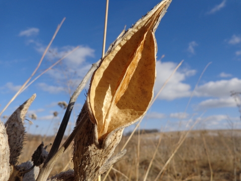 The yellow, divided interior of a dried, empty milkweed pod in the sunny winter prairie