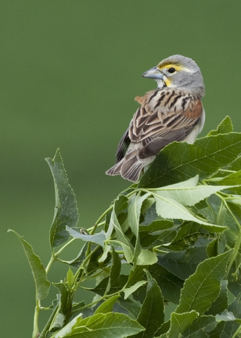A dickcissel standing on the top of a leafy shrub.