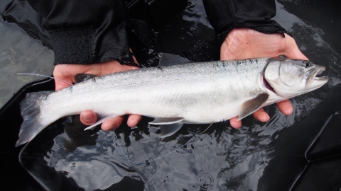 A biologist holds a bull trout with a radio transmitter tag. 
