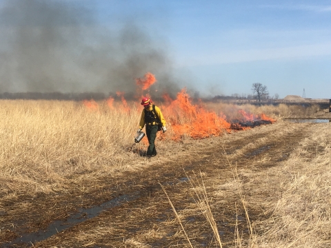 A wildland fire fighter lights a prairie on fire with a drip torch at Hensch Waterfowl Production Area