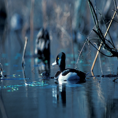A Ring-necked Duck swimming in the water