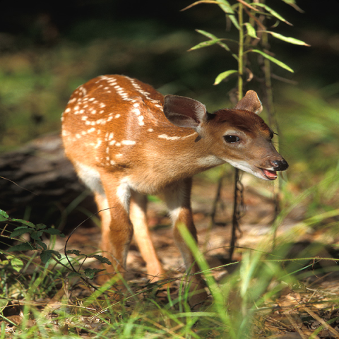 A small White-tailed deer fawn in the woods