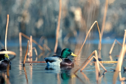 A Mallard floating peacefully in the water