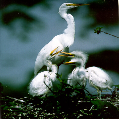 Great Egrets, three babies and one adult, all in their nest