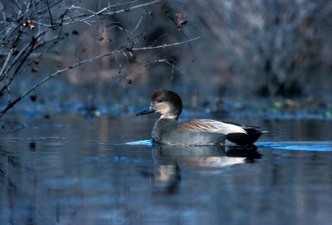 A Gadwall swimming peacefully