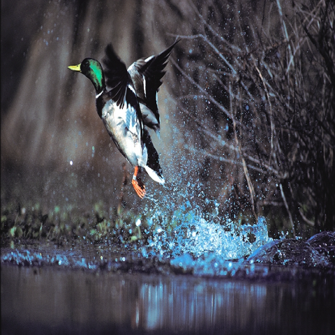 A Mallard taking off out of the water