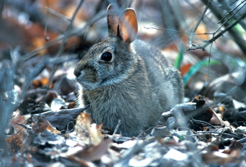 A small Eastern Cottontail sitting in the woods
