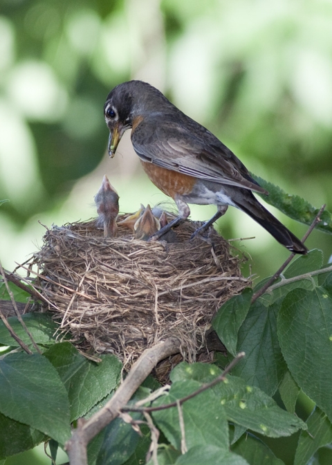 A adult robin standing on the edge of its nest looking at a very young chick reaching towards it parent. 