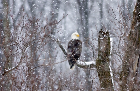 An adult bald eagle perched on a branch of a dead tree in the snow. 