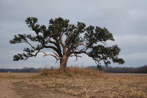 A beautiful tree branching out