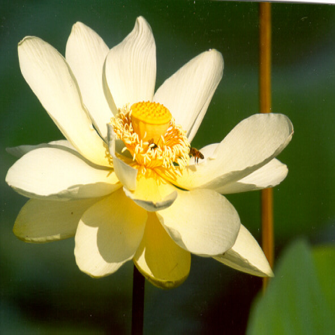 A large and white American Lotus flower with bees around it