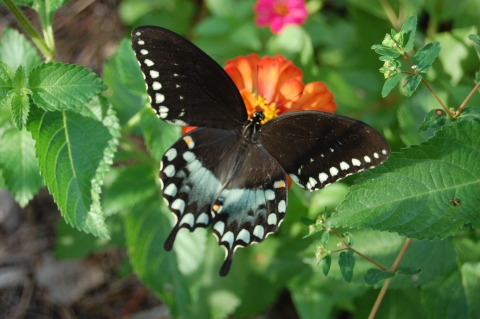 A Spicebush Swallowtail showing off its wings 