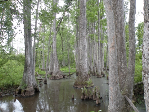 The marsh scene of a bottomland hardwood forest