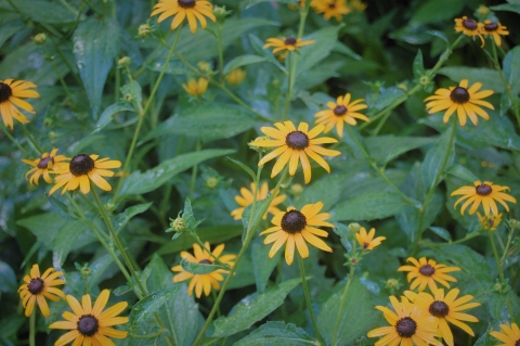 Many bright yellow flowers standing tall