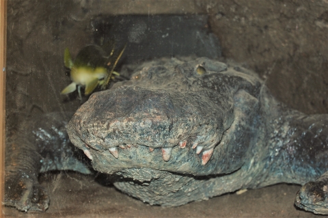 An American Alligator exhibit in the Visitor Center