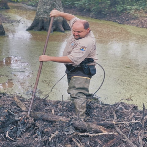 USFWS Officer digging out a beaver dam, which is a ton of sticks and mud