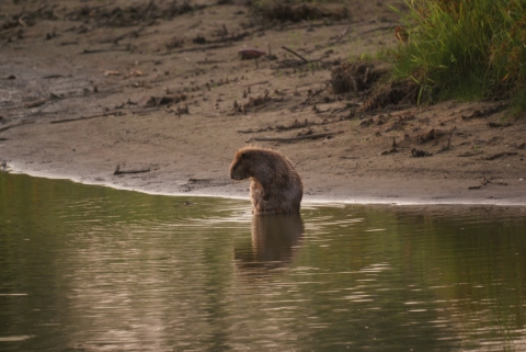An American beaver sitting at the edge of the water looking at something to its side. 