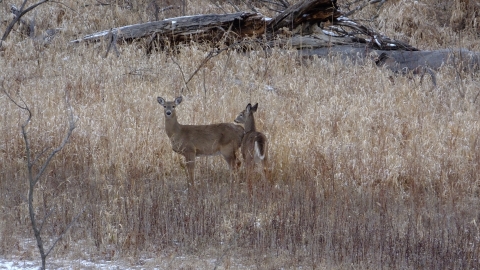 Two white tailed deer does standing in tall dead grass.