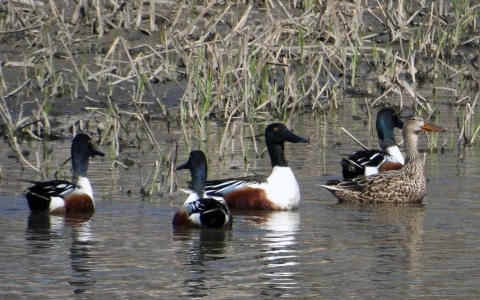 Northern shoveler males swimming in a wetland. 