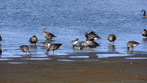 Northern pintails and white-fronted geese resting on the shore.