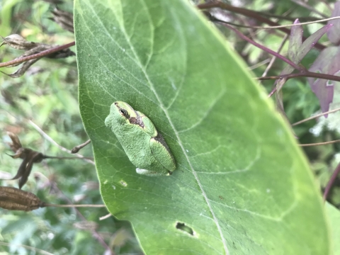 A pale green tree frog perched on a milkweed leaf. 