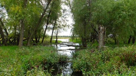 A wetland with a leafed tree line and wetland plants with a break in the middle showing water and the sky. 