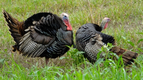 Two turkey toms standing in a field with one at half display and another looking around its back. 