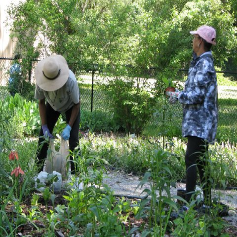 Two hard-working volunteers working in the butterfly garden