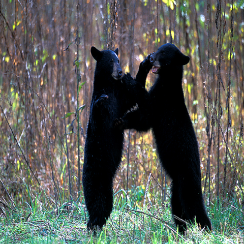 Two juvenile bear cubs play fighting