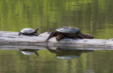A painted turtle and snapping turtle basking on a floating log in water. 